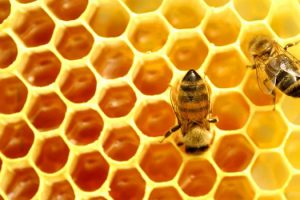 Μέλισσες σε κυψέλη