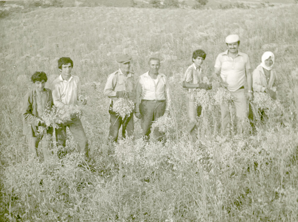 Στιγμές από τη συλλογή ρεβιθιού στη αγροτική περιοχή Ελάτου Γρεβενών, κατά το β’ μισό της δεκαετίας του 1950