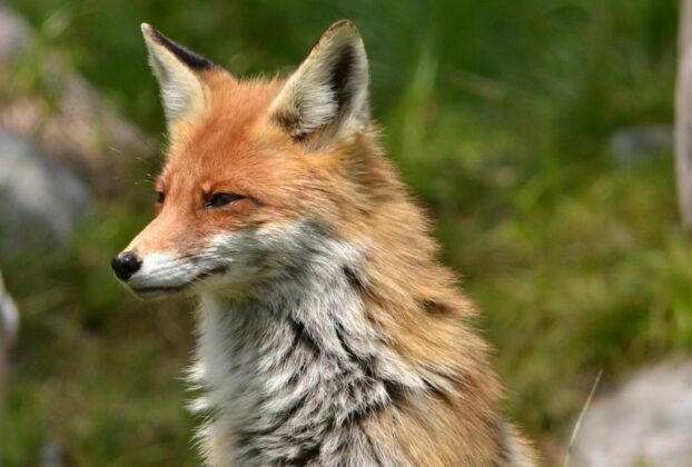 Εμβολιασμός κόκκινων αλεπούδων για την αντιμετώπιση της λύσσας
