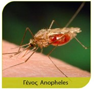 Κουνούπι Anopheles