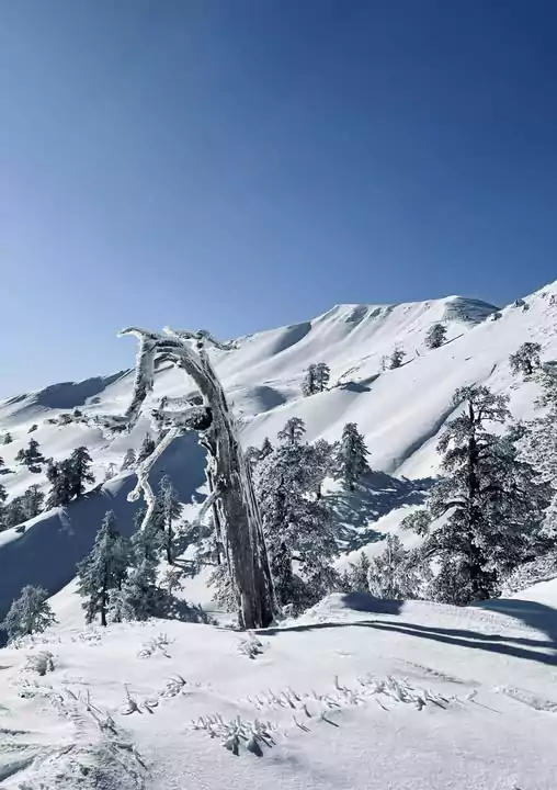 Φωτογραφία της Βασιλίτσας